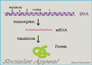 DNA image