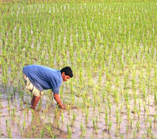 Rice field in Bangladesh