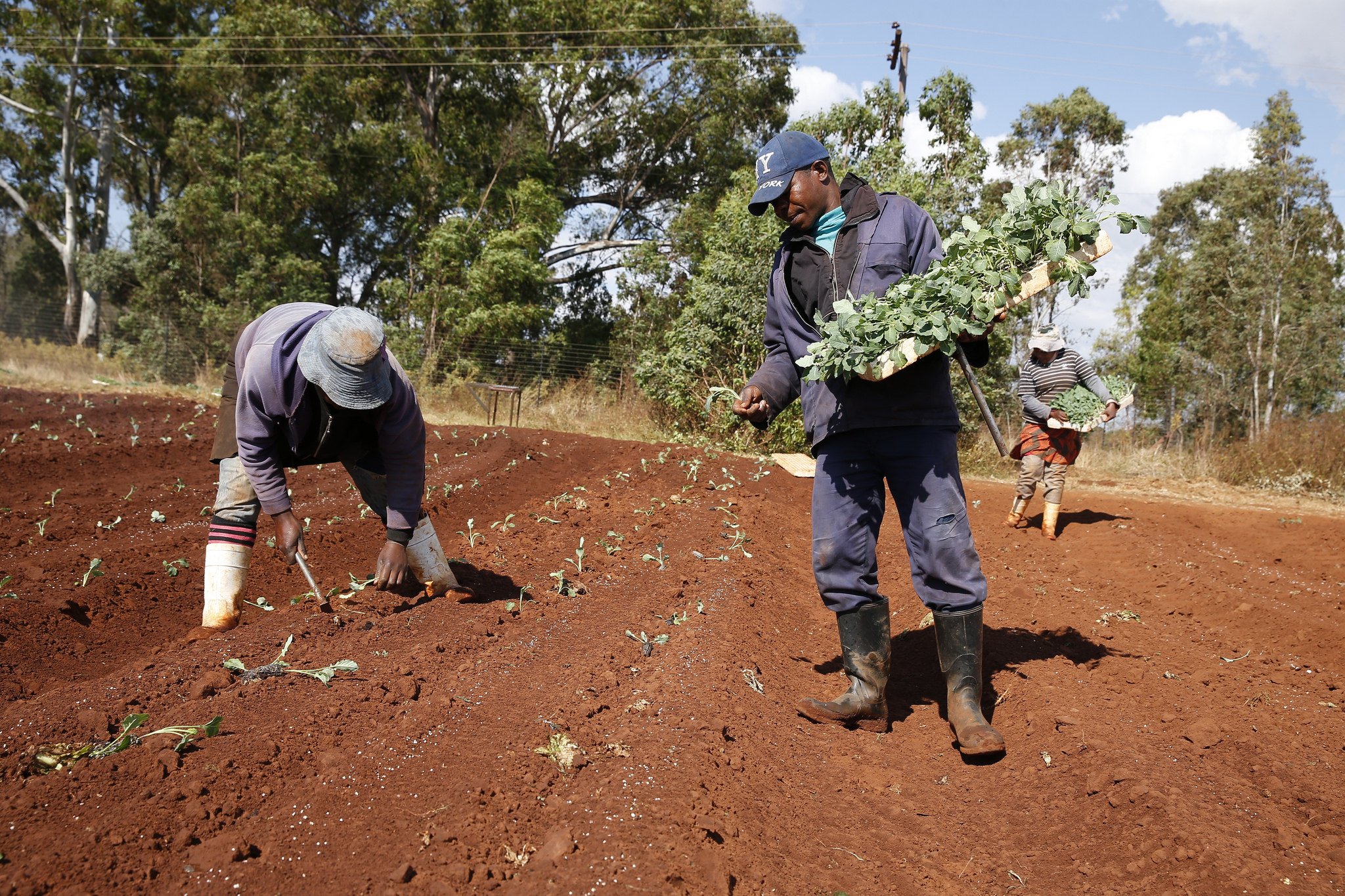 Agricultural labourers SA Image Solidarity Center